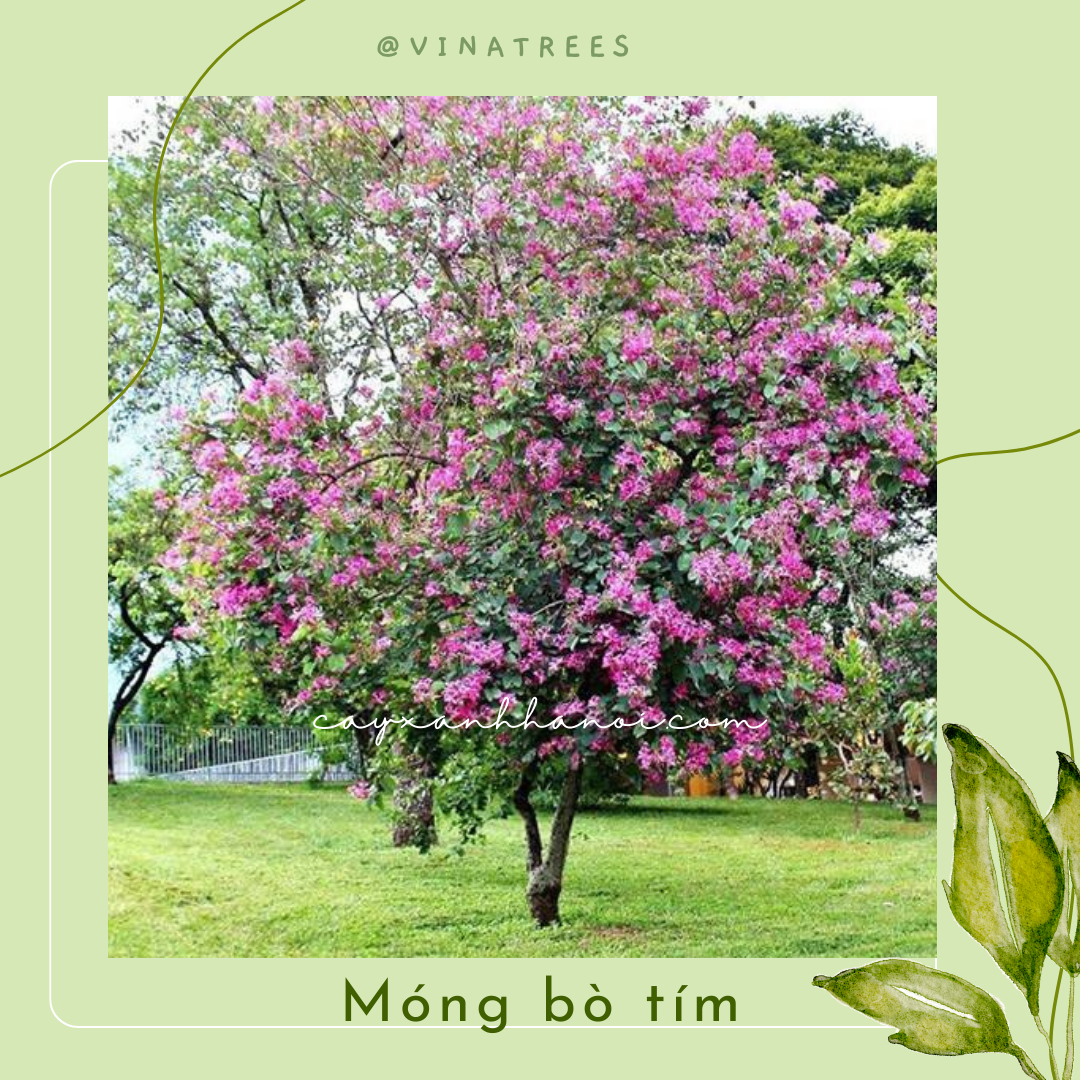 Cây móng bò tím _Vinatrees